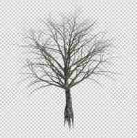 PSD albero dell'oggetto della natura isolato