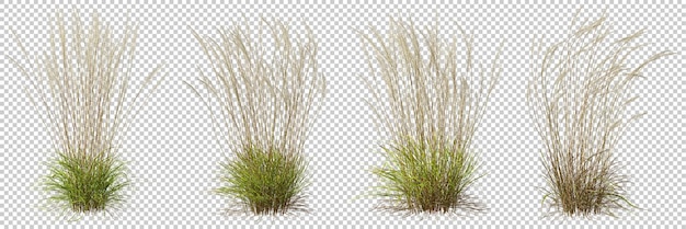 PSD l'erba di prato alta della natura ha tagliato gli sfondi trasparenti 3d'illustrazione