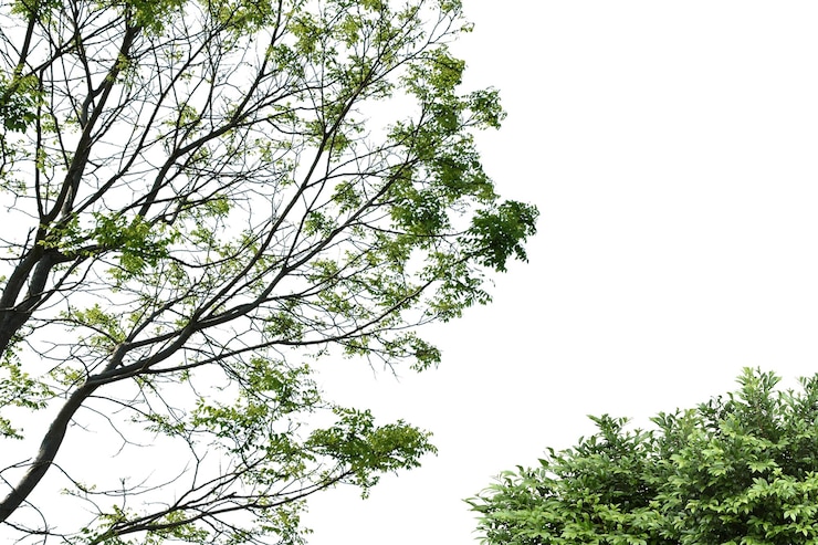 PSD natures beauty overhead tree views with lush foliage