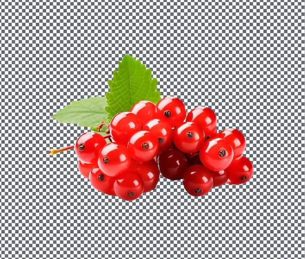 Natuurlijke en verse Nannyberry geïsoleerd op doorzichtige achtergrond