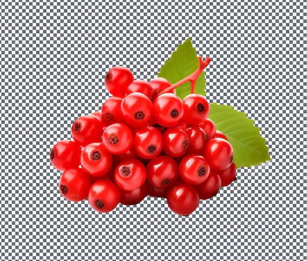 Natuurlijke en verse Nannyberry geïsoleerd op doorzichtige achtergrond