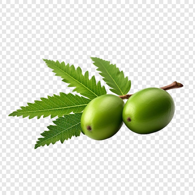 Neem fruit isolated fruits on transparent background