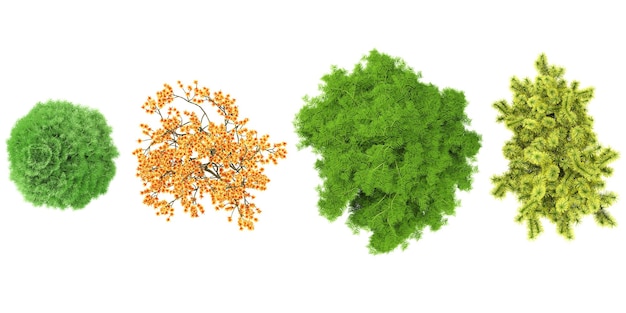 PSD alberi di cipresso di limone nella foresta vista dall'alto isolati su uno sfondo trasparente