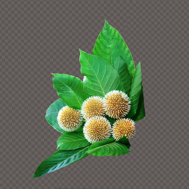 neolamarckia cadambakadam or kadambo flowerswhite and yellow mixed color isolated