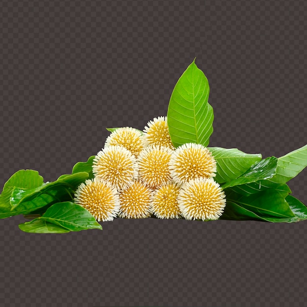 neolamarckia cadambakadam or kadambo flowerswhite and yellow mixed color isolated