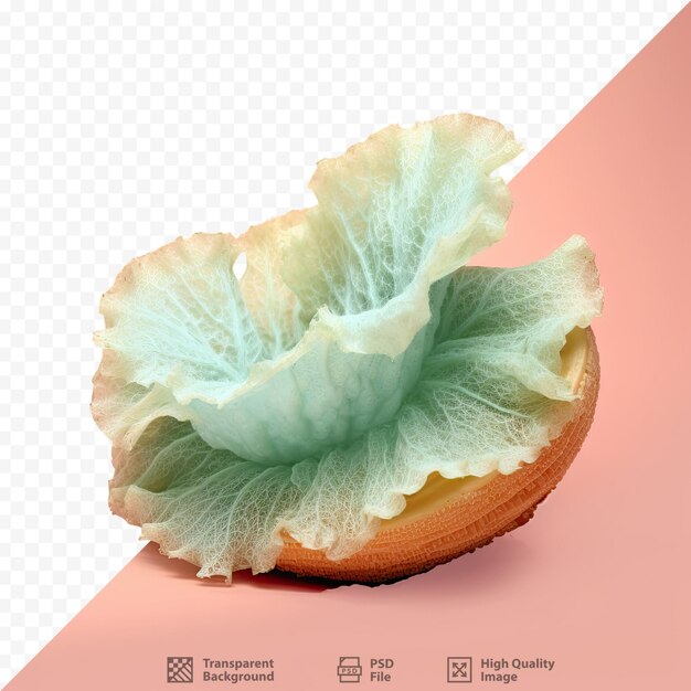 PSD new loofah against transparent background