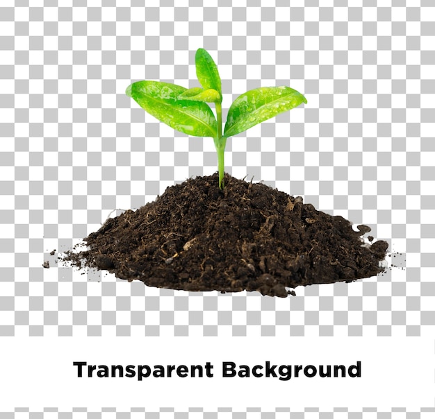 Newly Planted Plant isolated with transparent background
