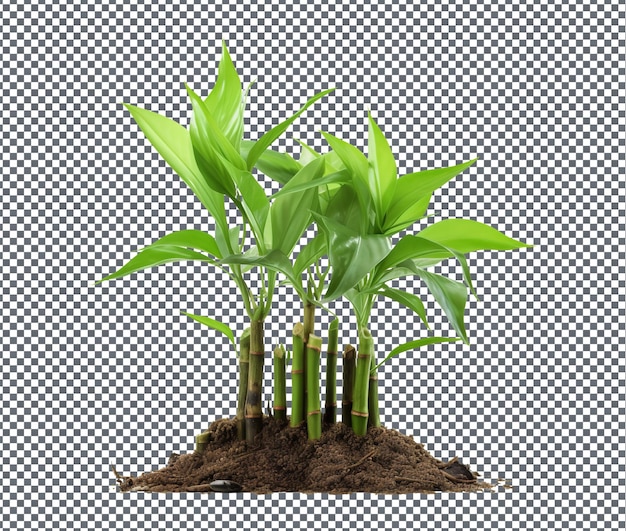 nice Chopstick Rests isolated on transparent background