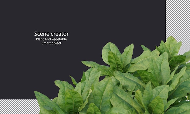 Nicotiana tabacum 또는 재배된 담배 클리핑 경로 짧고 키가 큰 식물 격리