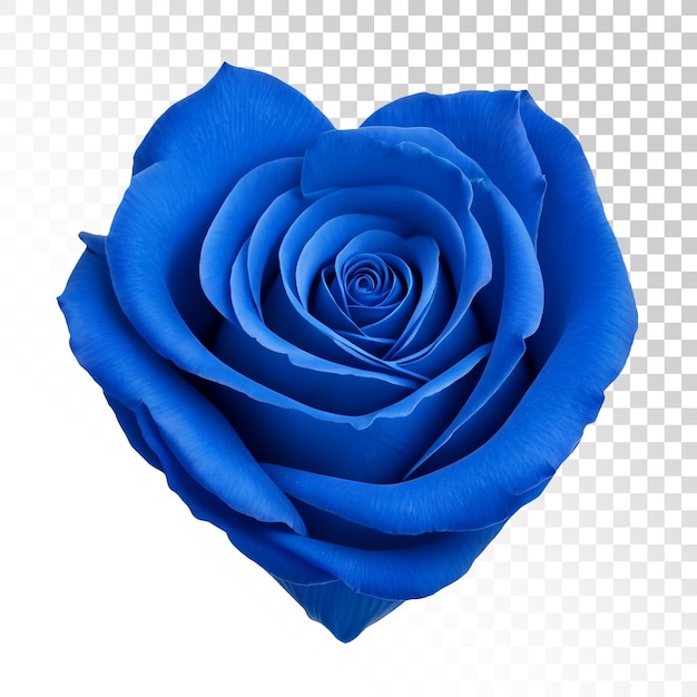 Niebieska Róża Ma Kształt Serca
