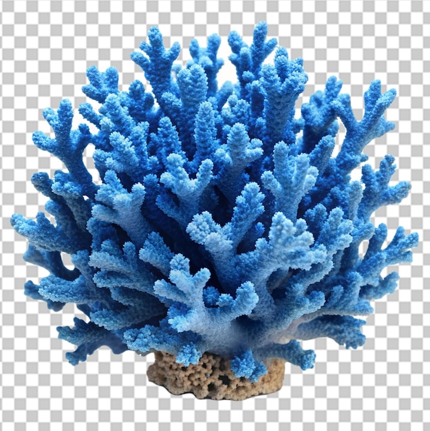 PSD niebieski koralowy izolowany na przezroczystym tle