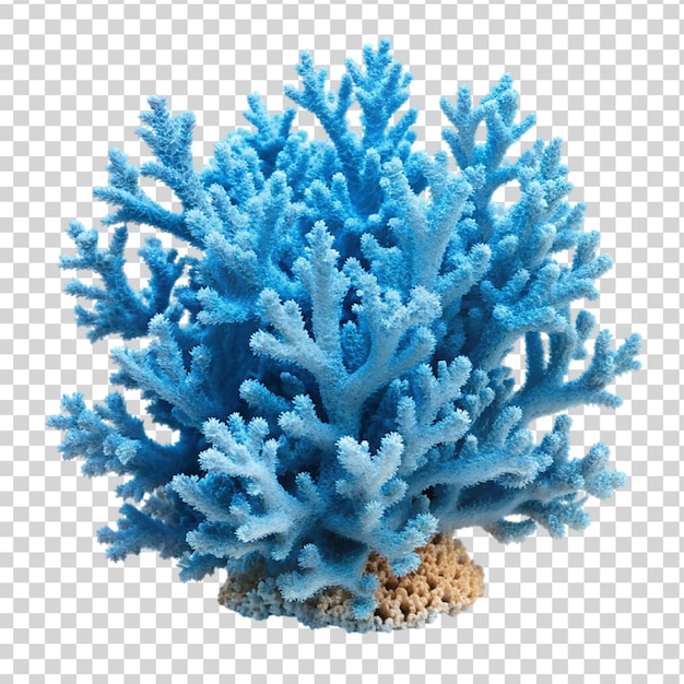 PSD niebieski koralowy izolowany na przezroczystym tle