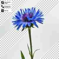 PSD niebieski kwiat jest pokazany na papierze