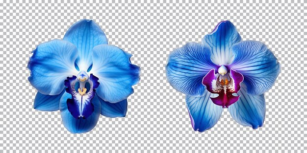 Niebieskie Kwiaty Orchidei Na Przezroczystym Tle Png Widok Z Góry