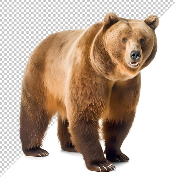 PSD niedźwiedź grizzly idący na odosobnionym tle