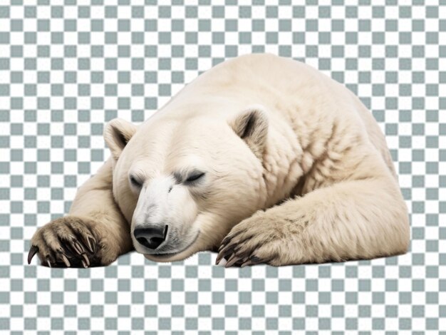 Niedźwiedź Polarny (polar Bear) - Niedźwiedzek Kodiak Ursinae.