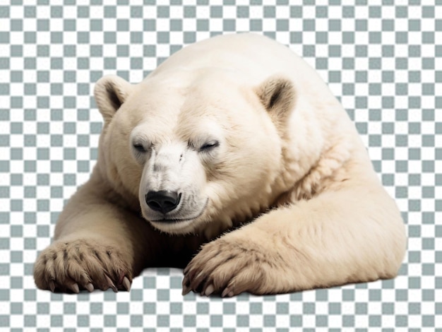 PSD niedźwiedź polarny (polar bear) - niedźwiedzek kodiak ursinae.