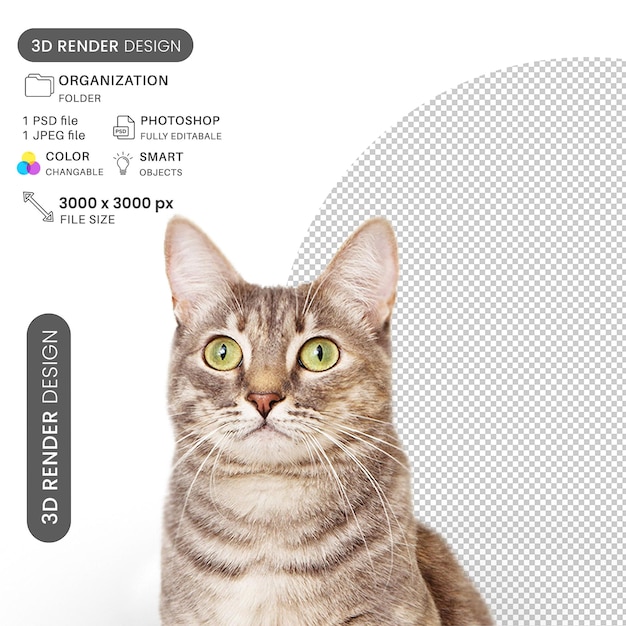 Nieuwsgierige schaduwrijke kat PSD