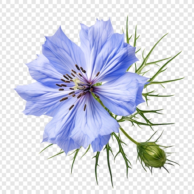 Nigella flower isolated on transparent background