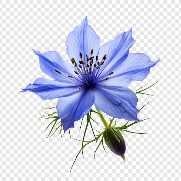 PSD nigella flower isolated on transparent background