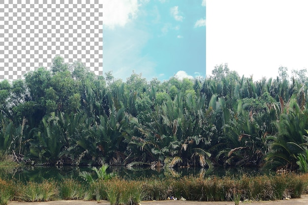 nipa palm tree wallpaper on transparent background png