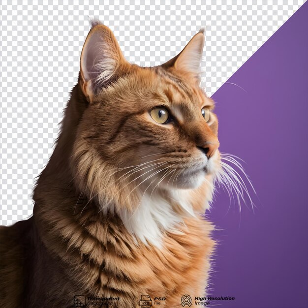 PSD noble feline isolated