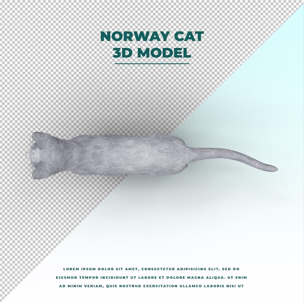 Norway cat