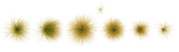 Nowa Zelandia włosy sedge drzewa kształt widok z góry wycięte przezroczyste tła rendering 3d