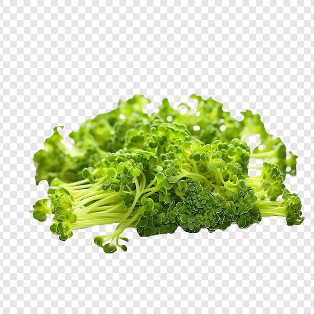Пищевой ингредиент броколи, выделенный на прозрачном фоне