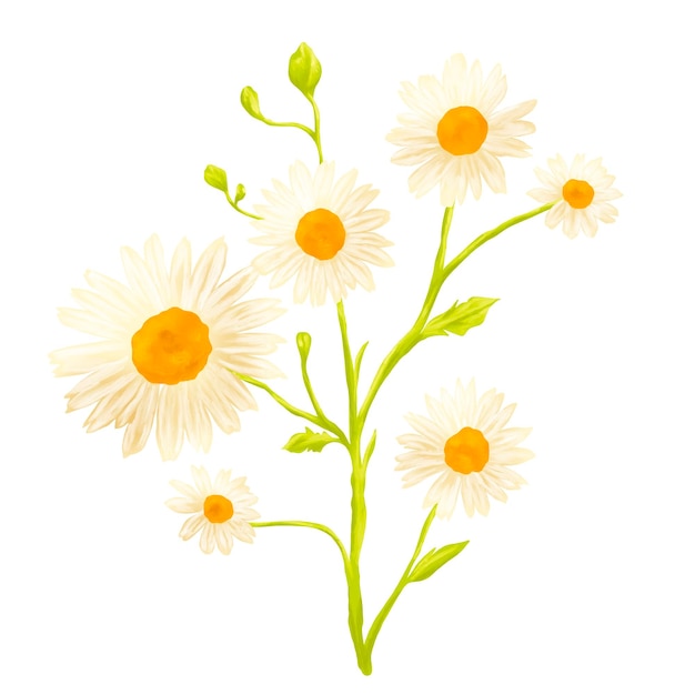 Obraz kwiatów rumianku z ilustracją botaniczną