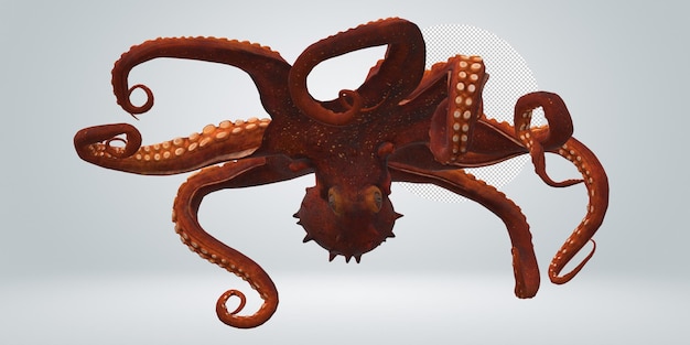 Octopus geïsoleerd op een transparante achtergrond