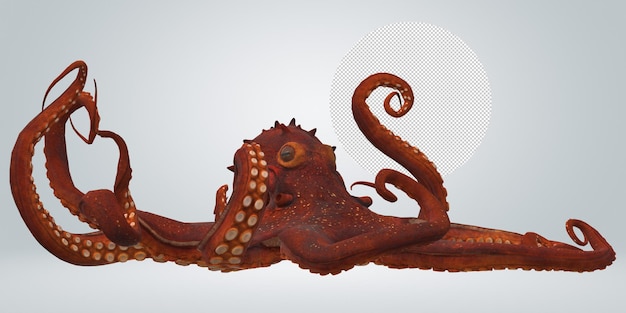 PSD octopus isolated on a transparent background