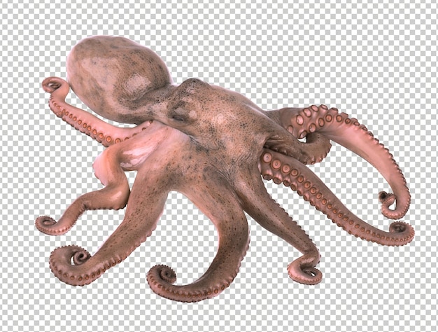 PSD octopus isolato su sfondo bianco tentacoli di polpo freschi isolati