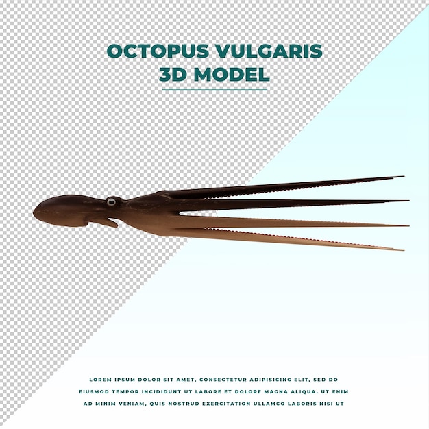 PSD octopus vulgaris