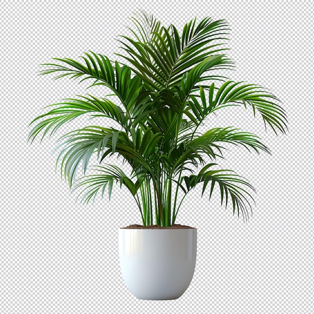PSD odizolowana roślina tropikalna
