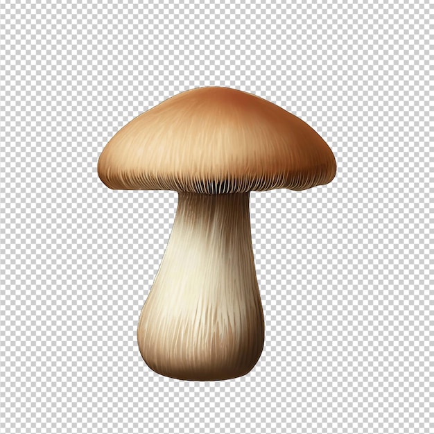 PSD odmiany grzybów fungi fantasia