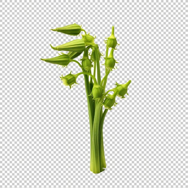 PSD okra on psd transparent background excotic fruit vegetables