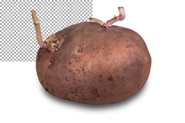 Старый картофель с проросшими ростками изолирован на прозрачном фоне