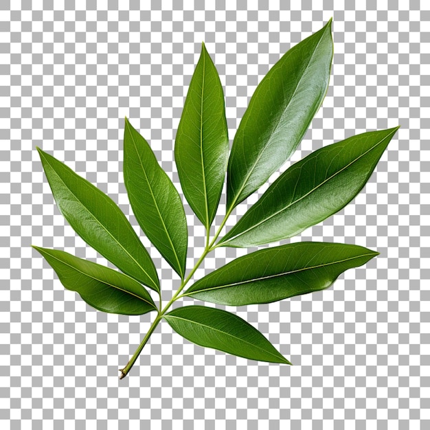 PSD 투명 한 배경 에 있는 올레안더 잎