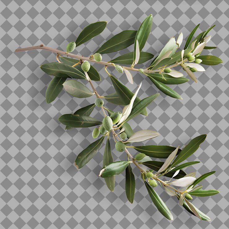 PSD olive branch narrow and lance shaped leaves that are arrange isolated object on clean background