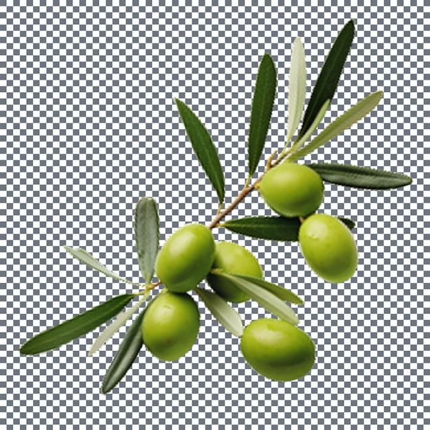 Olive branch with green olives isolated on transparent background