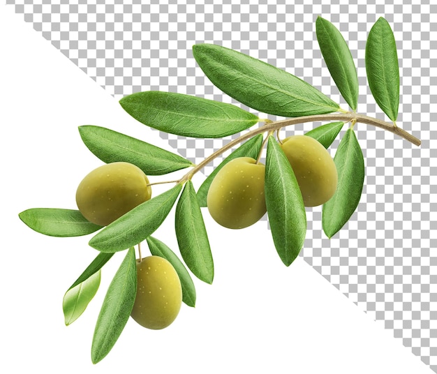 PSD olive tree branch isolated