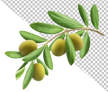 Premium PSD | Olive tree branch isolated