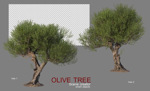 PSD olive trees of various shapes