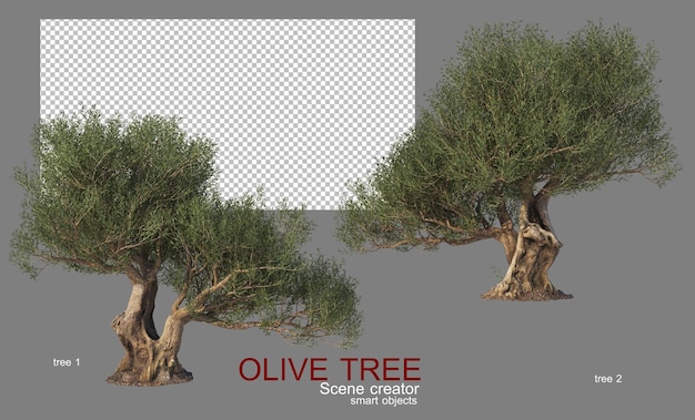 Olive trees of various shapes