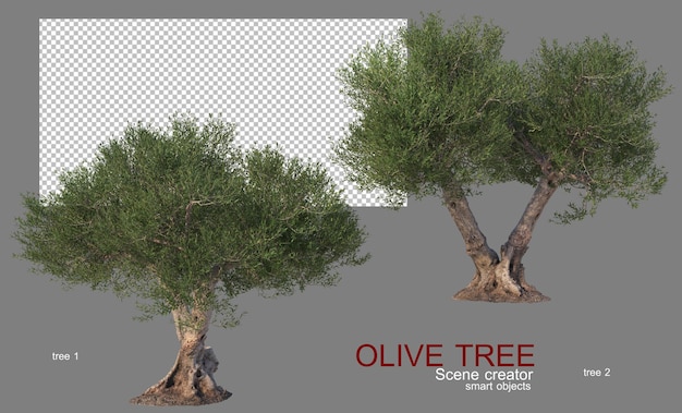 PSD olive trees of various shapes