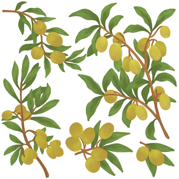 PSD olives on a branch painting elements