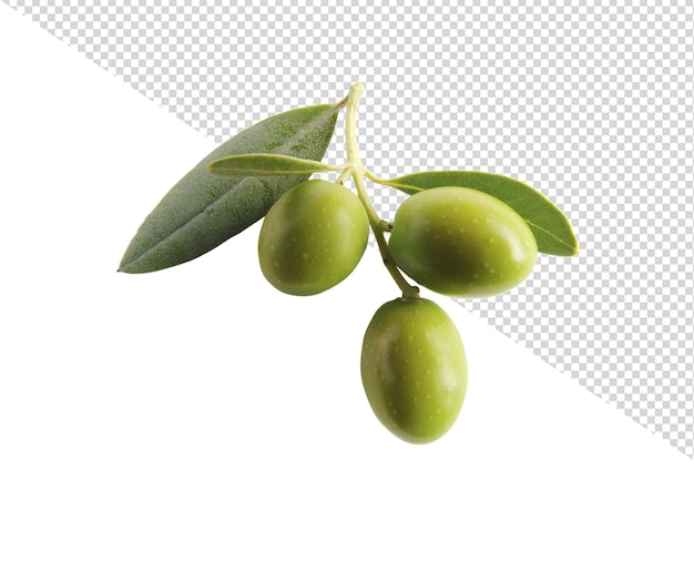 PSD oliwka png