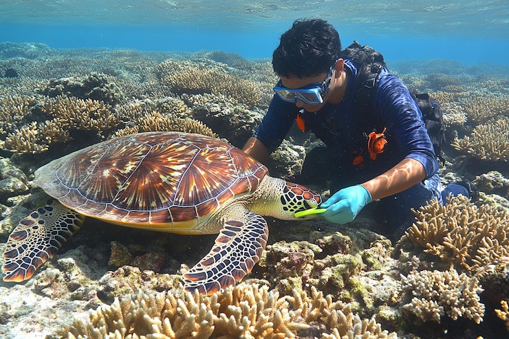 PSD onderwaterduiker voedt voorzichtig een grote zeeschildpad te midden van een levendig koraalrif