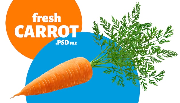 One carrot with leaves